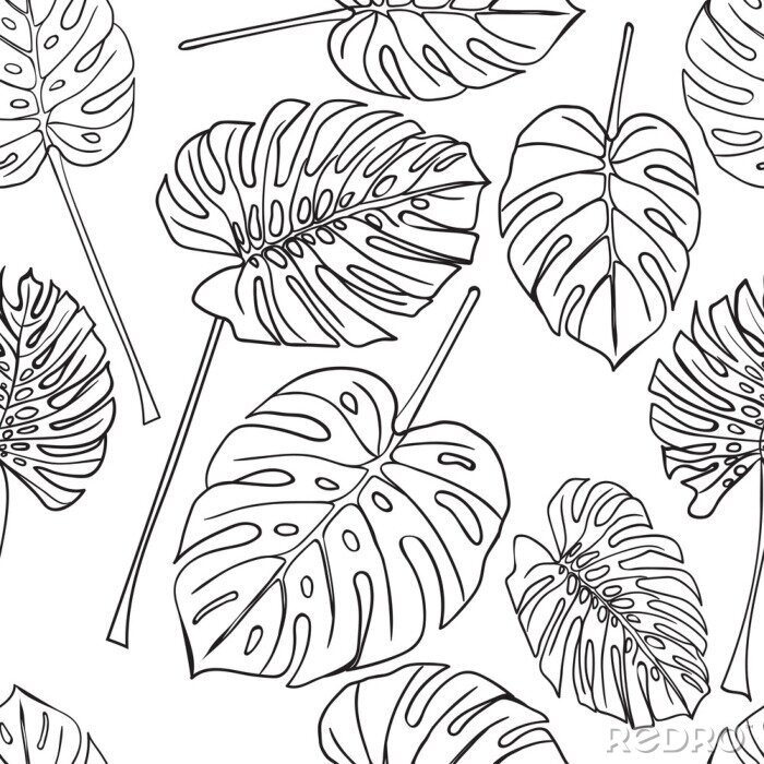Papier peint à motif  Fond transparent avec silhouette tropical monstera feuilles. Noir isolé sur fond blanc