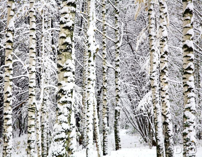 Papier peint à motif  Forêt d'hiver et bouleaux