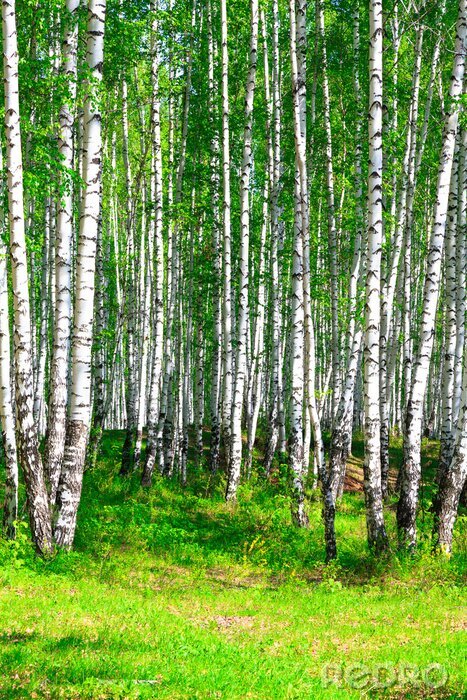 Papier peint à motif  Forêt de bouleaux colorée et ensoleillée