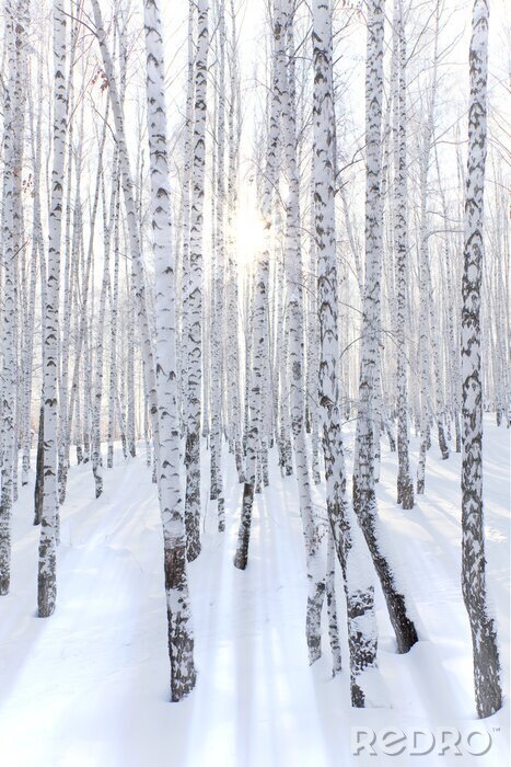 Papier peint à motif  Forêt de bouleaux couverte de neige et rayons du soleil