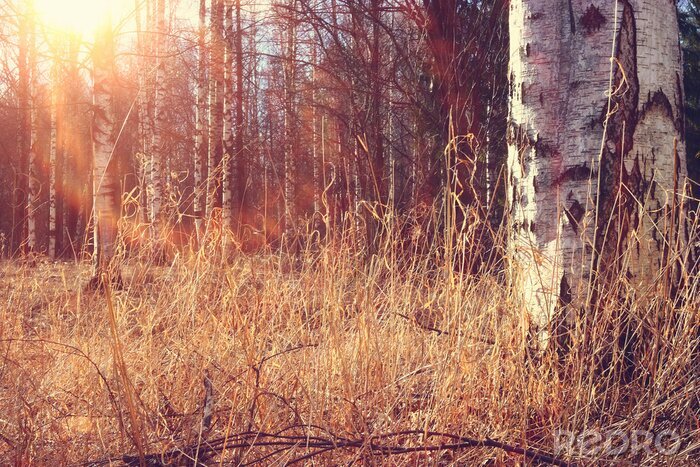 Papier peint à motif  Forêt de bouleaux en automne