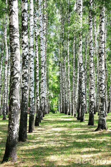 Papier peint à motif  Forêt de bouleaux en juillet