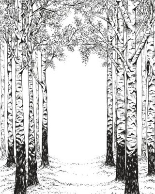 Forêt de bouleaux en noir et blanc