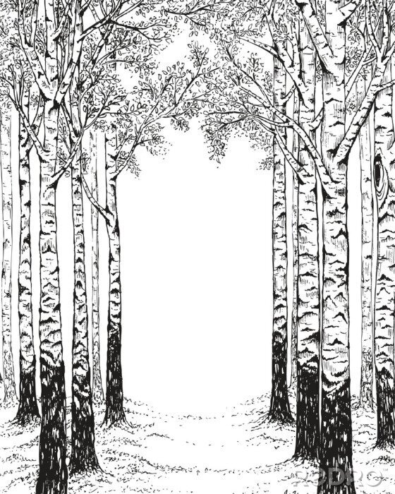 Papier peint à motif  Forêt de bouleaux en noir et blanc