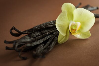 Gousses et fleur de vanille