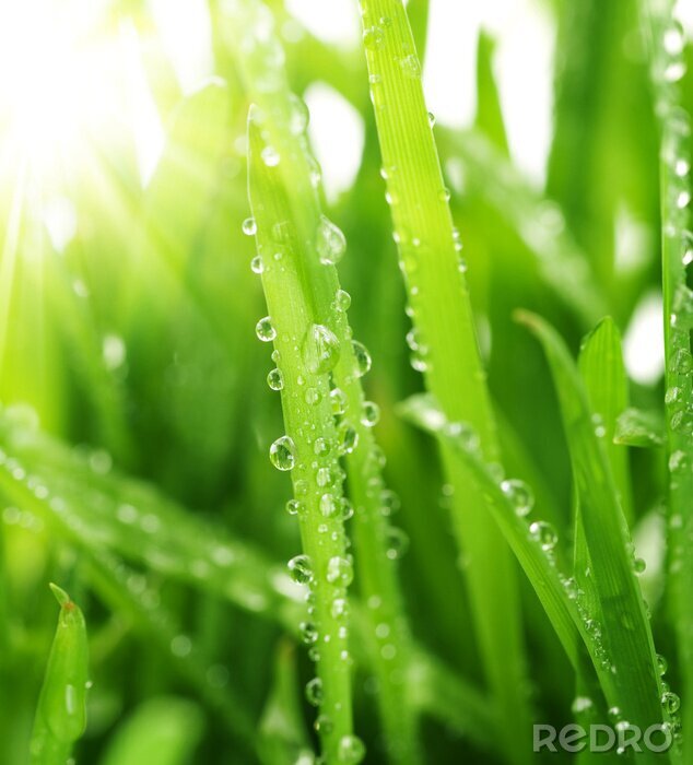 Papier peint à motif  Gouttes de rosée sur les brins d'herbe illuminés