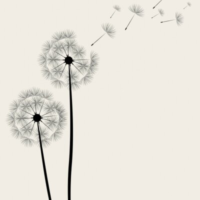 Grandes fleurs de pissenlit