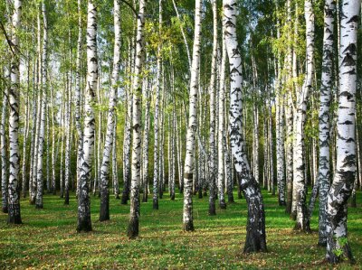 Grands bouleaux dans la forêt