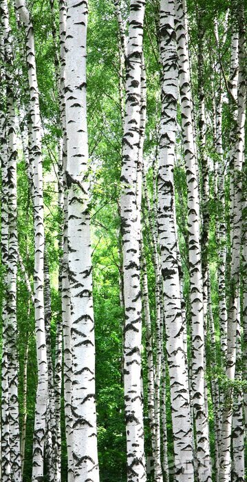 Papier peint à motif  Grands bouleaux élancés