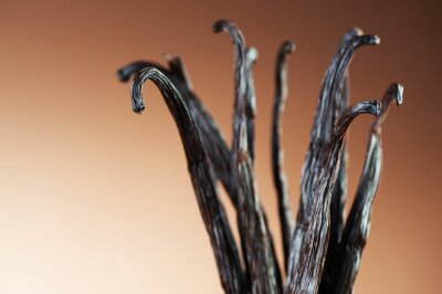 Gros plan sur de la vanille