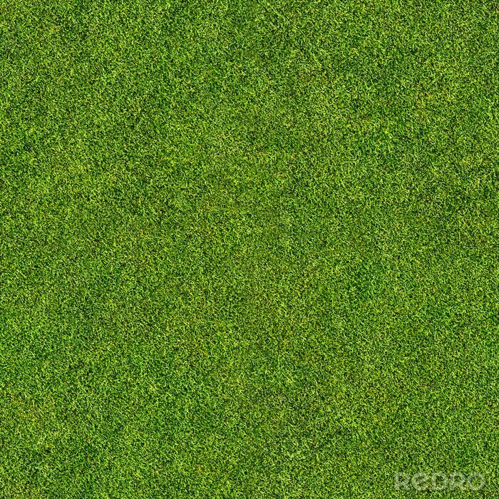 Papier peint à motif  herbe transparente