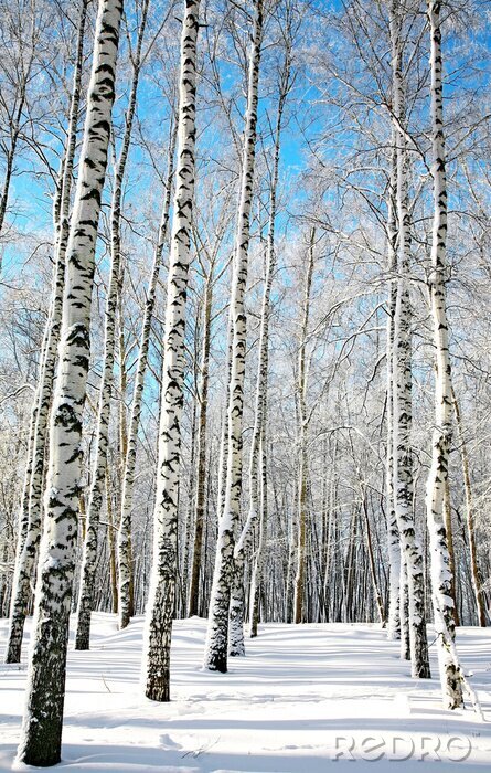 Papier peint à motif  L'hiver et les bouleaux dans la forêt