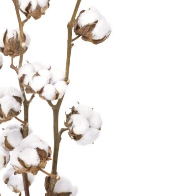 La nature sous forme de coton