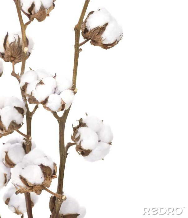 Papier peint à motif  La nature sous forme de coton