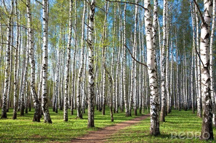 Papier peint à motif  Le soleil qui tombe sur les bouleaux