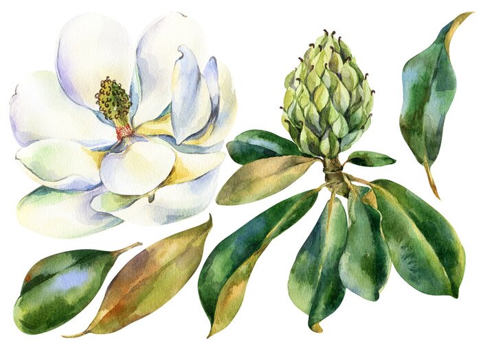 Papier peint à motif  Magnolia et sa structure aquarelle botanique
