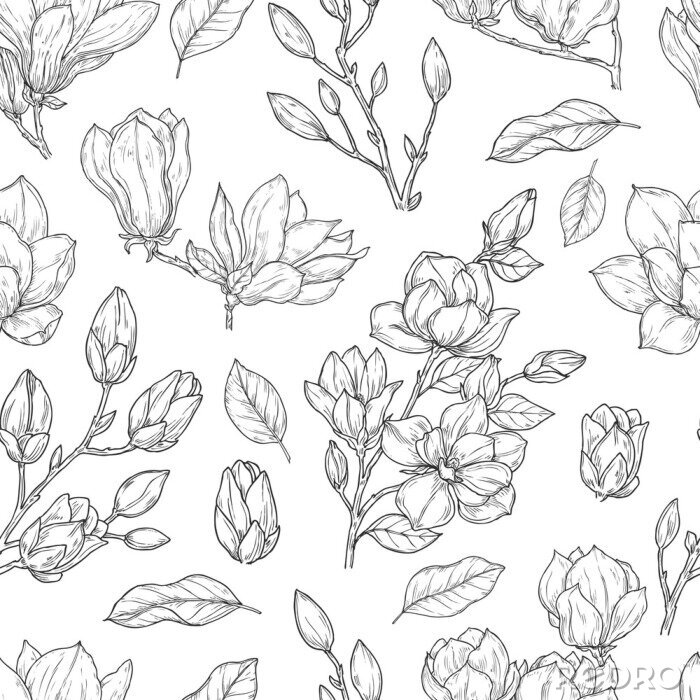 Papier peint à motif  Magnolia pattern. Sketch flower ornate seamless texture. Vintage floral print drawing with botanical elements. Plants vector background. Magnolia floral spring decoration pattern illustration