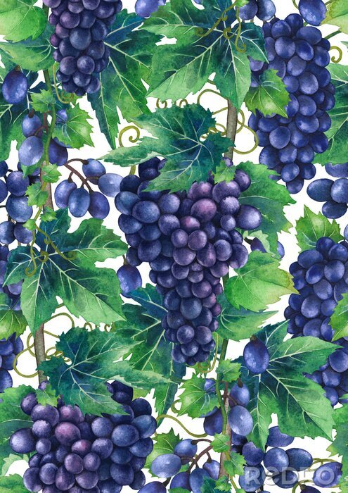 Papier peint à motif  Motif aquarelle de grappes de raisins bleus