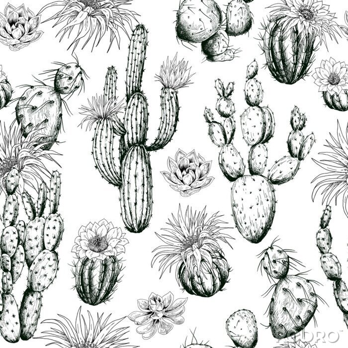 Papier peint à motif  Motif noir et blanc de cactus en fleurs