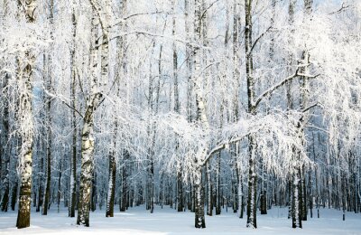 Nature de la forêt d'hiver