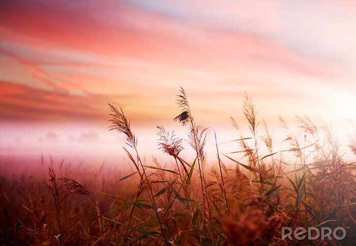 Papier peint à motif  Nature le matin