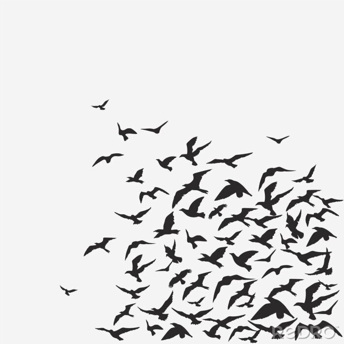 Papier peint à motif  oiseaux fond