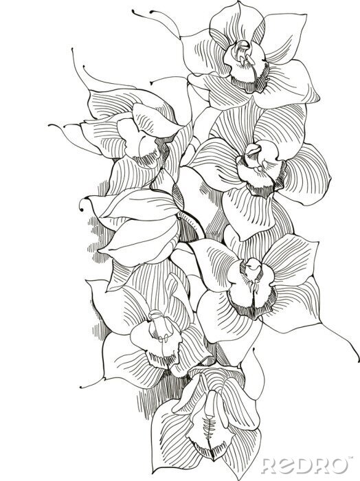 Papier peint à motif  Orchideebloemen getekend met een zwarte lijn