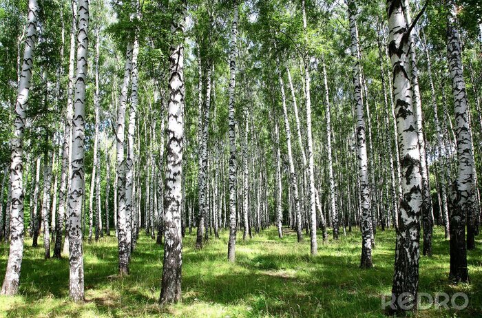 Papier peint à motif  Panorama 3D d'un bosquet de bouleaux