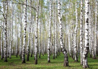 Panorama de la forêt de bouleaux