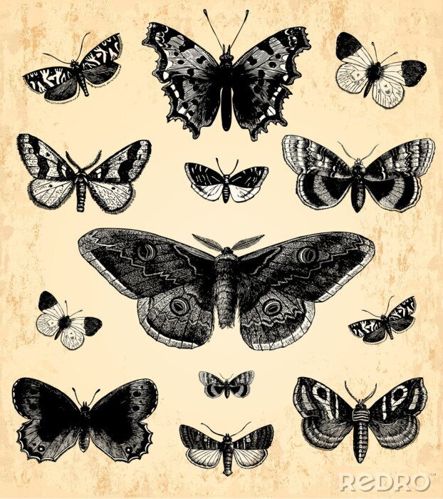 Papier peint à motif  Papillons et papillons de nuit noirs