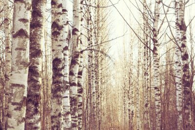 Paysage de mars d'une forêt de bouleaux