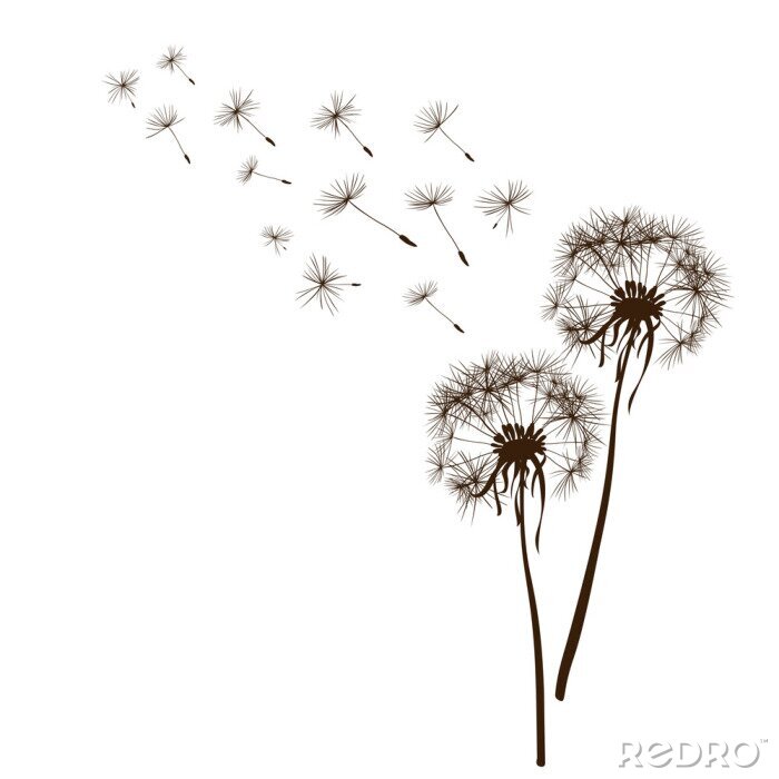 Papier peint à motif  Pissenlits noirs avec graines