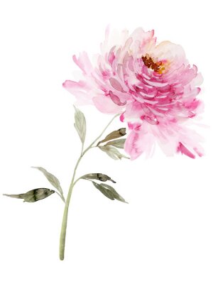 Pivoine ombragée sur une tige verte