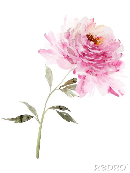 Papier peint à motif  Pivoine ombragée sur une tige verte
