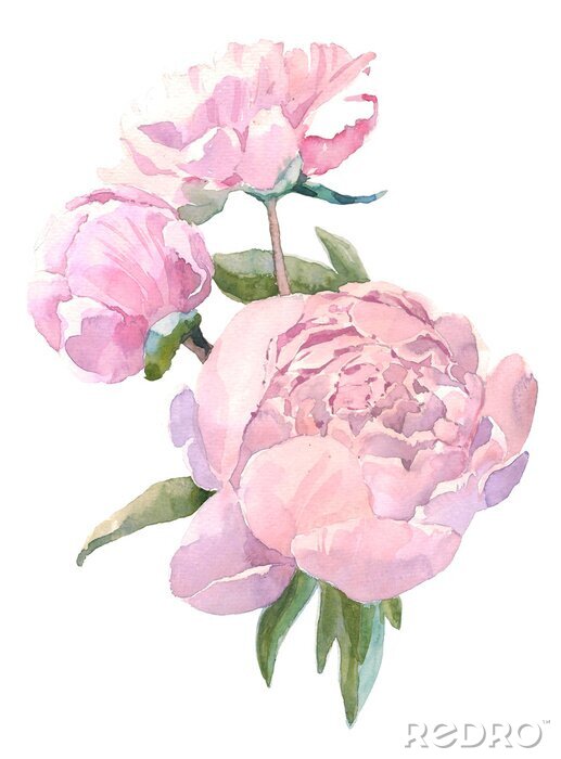 Papier peint à motif  Pivoines roses aux bords flous