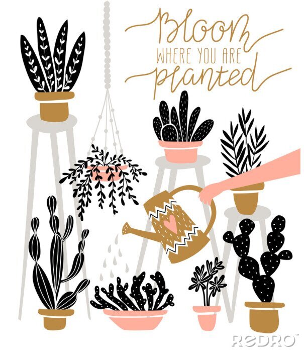 Papier peint à motif  Plantes à feuilles caduques et cactus dans des pots colorés