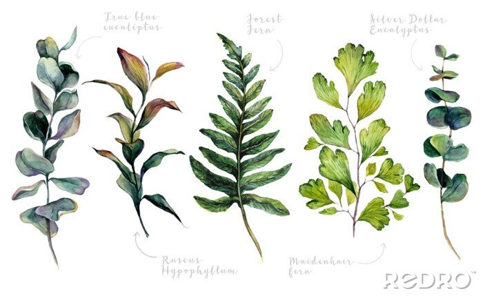 Papier peint à motif  Plantes avec légendes