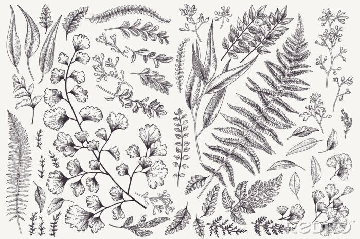 Papier peint à motif  Plantes et feuillages rétro