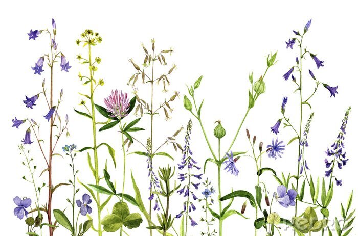 Papier peint à motif  Plantes et fleurs des champs