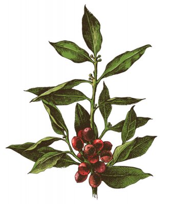 Rampe d'arbre à café tiré à la main