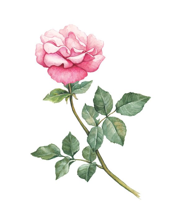 Papier peint à motif  Rose aquarelle romantique