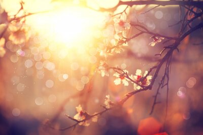 Scène avec un coucher de soleil