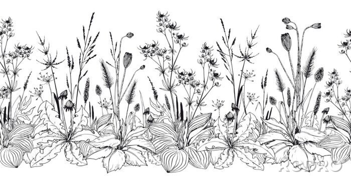 Papier peint à motif  Seamless horizontal background with wild herbs and flowers.