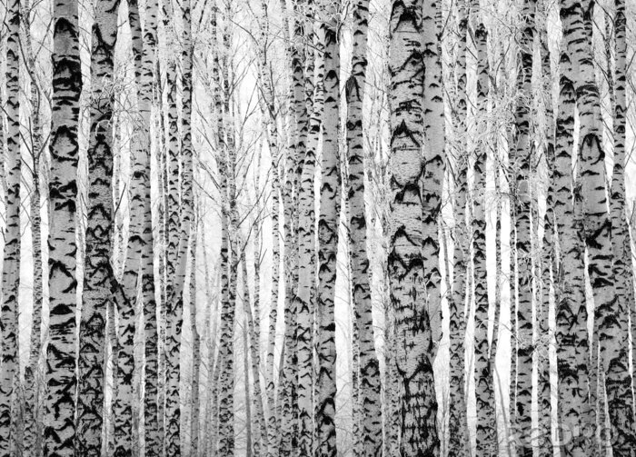 Papier peint à motif  Souches de bouleau sur fond blanc