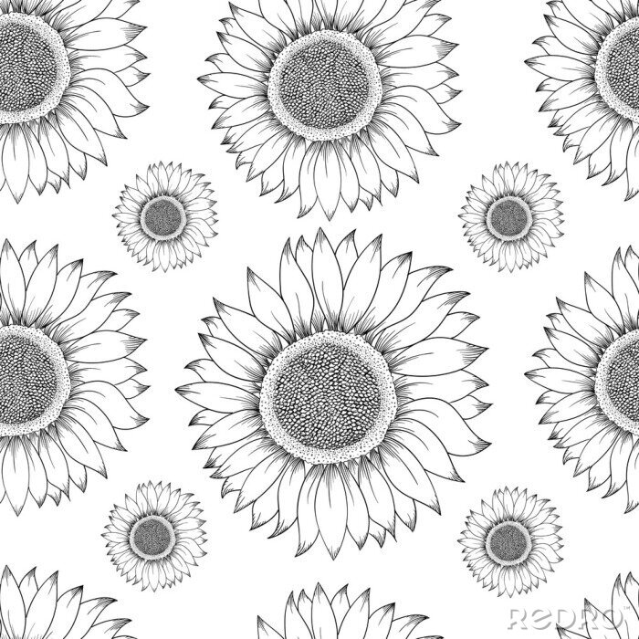 Papier peint à motif  Sunflower seamless pattern. Hand drawn illustration. Food ingredient vintage sketch.