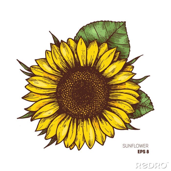 Papier peint à motif  Tournesol dans un dessin vintage