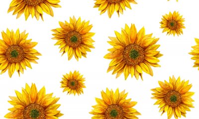 Papier peint à motif  Tournesols sur fond blanc