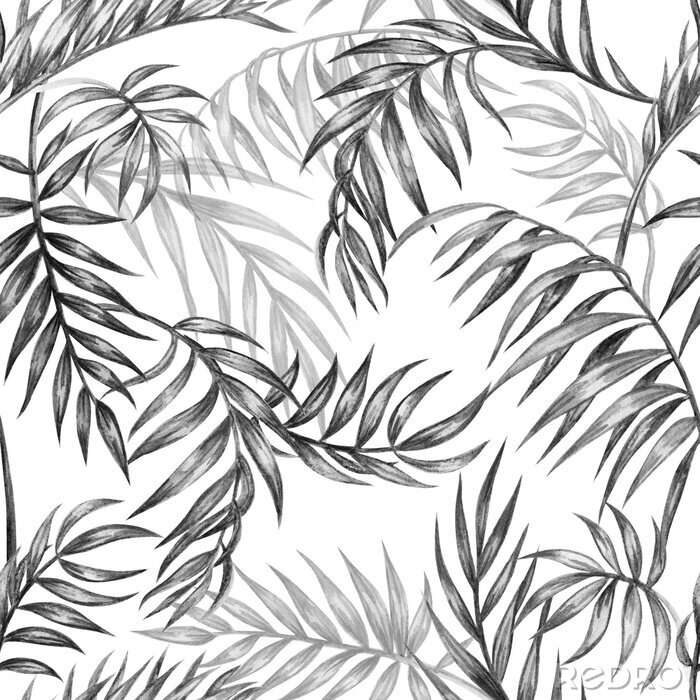 Papier peint à motif  Transparente motif noir et blanc de feuilles de palmier, fond tropical, dessin à la main