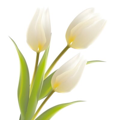 Trois tulipes blanches