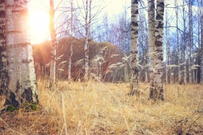 Troncs de bouleaux au petit matin